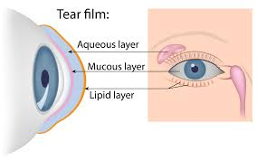 Illustrated diagram of tear film